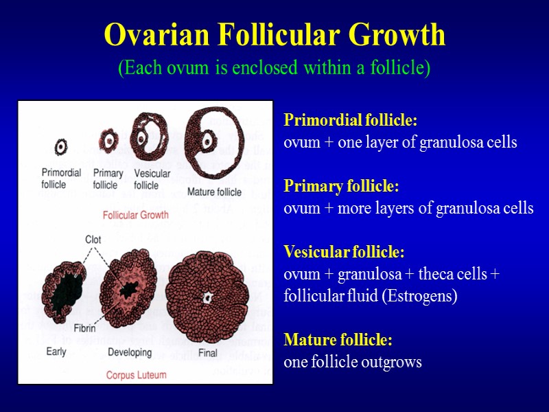 Ovarian Follicular Growth (Each ovum is enclosed within a follicle) Primordial follicle: ovum +